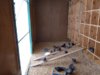 pigeons inside.jpg