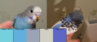 kob_fiolet.jpg