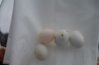 DSC08663.JPG