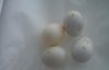 DSC08664.JPG
