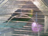parrots_01.jpg