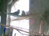 parrots_02.jpg