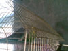 parrots_03.jpg