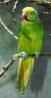 green_parrot2_b.jpg