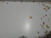 DSC02529.JPG