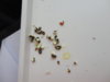 DSC02515.JPG