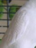 IMG_0663_cr.jpg