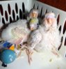 DSC01226.JPG