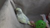 DSCF8545.JPG