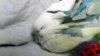DSCF8889.JPG