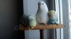 DSCF8910.JPG