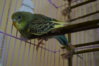DSC_1066.JPG