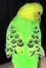 image.jpeg