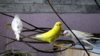 DSCF0924.JPG
