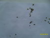 SDC16207.JPG