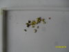 SDC16211.JPG