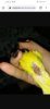 Screenshot_20200905_203352_com.android.chrome.jpg