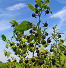 360px-Atropa_belladonna_003[1].jpg