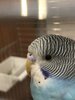 68AB9120-1C43-4121-9ABF-087F2780C805.jpeg