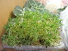 DSCN1385.JPG