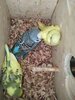 IMG_20210715_063622.jpg