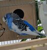 IMG-20210723-WA0003.jpg