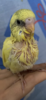 576C1D35-4BB9-4B09-B172-2B5D2A132F3E.png