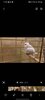 Screenshot_20220919-173544_Gallery.jpg