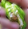 1parrot.jpg