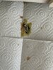 IMG_4443.jpeg
