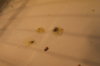 DSC01703.JPG