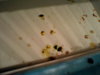 DSC02365.JPG