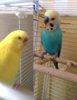 Lemon&Krosh.jpg