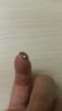 20160805_pomet.jpg.jpg