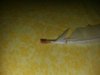 IMG-20160814-WA0007.jpg