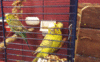 ma5.GIF