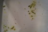 DSC04126.JPG