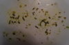 DSC04173.JPG