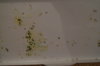 DSC04184.JPG