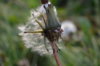 DSC_1235.JPG