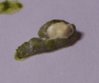 IMGP7203_cr.jpg