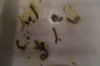 DSC04316.JPG