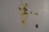 DSC04323.JPG
