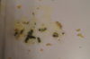 DSC04326.JPG