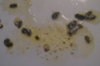 DSC04351.JPG