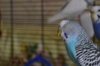 DSC_0897.JPG