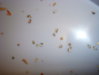 crop_39715457_wX3o.jpg
