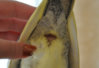 DSC_0125ррр2.jpg