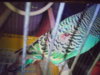 DSC00787.JPG