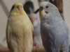 DSC01706.JPG